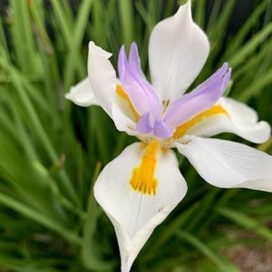 Meet your Posher, Liz